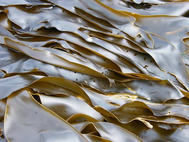 Laminaria