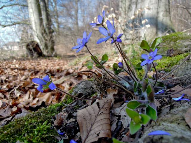 Touffe d'anémones hépatiques dans un sous-bois
