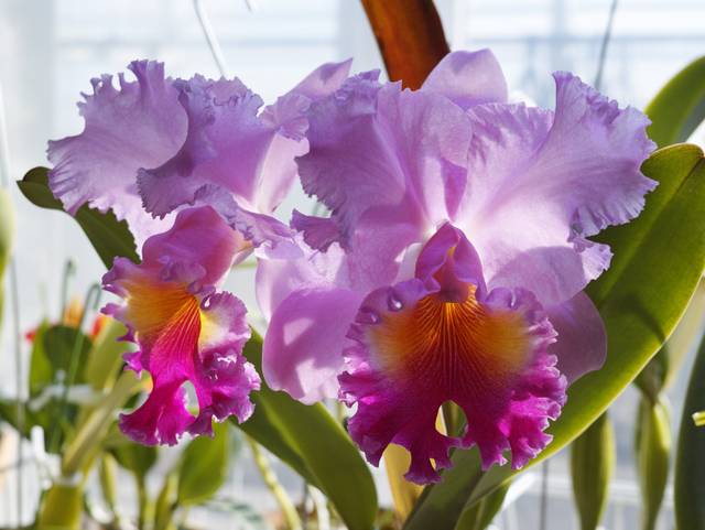 Cattleya
