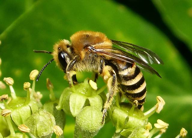 Abeilles sauvages : méconnues et précieuses pour la pollinisation