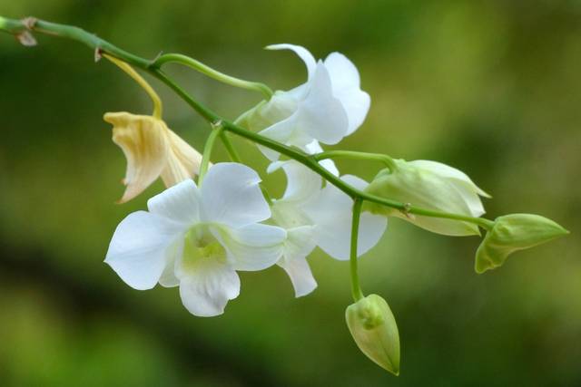 Dendrobium phalaenopsis