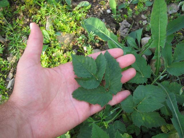 Feuille de Aegopodium podagraria (égopode)