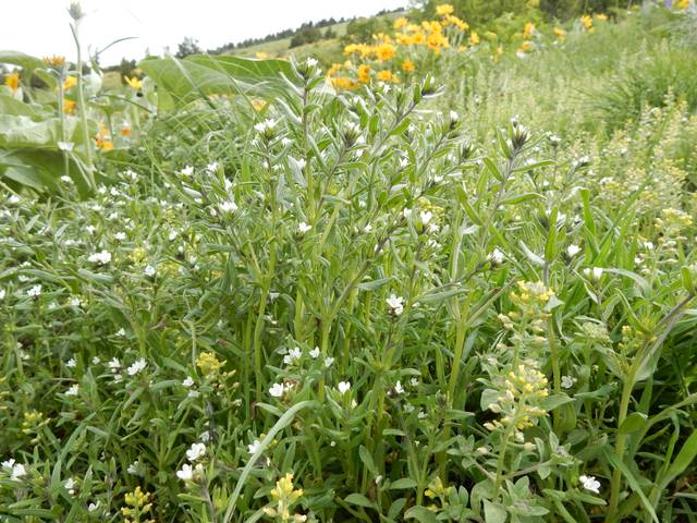 Lithospermum arvense, grémil des champs