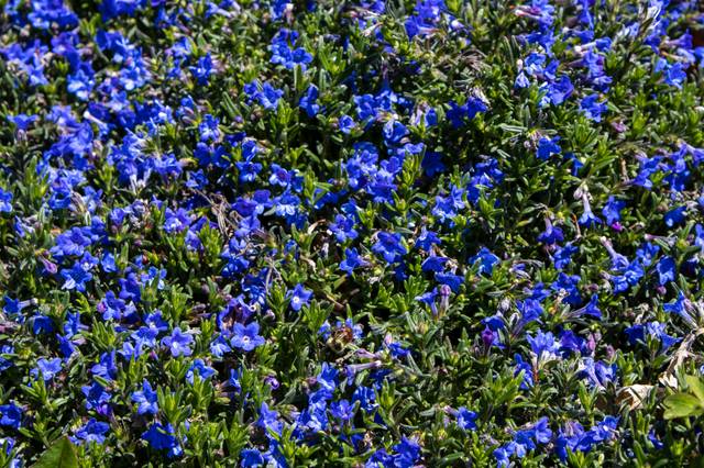 Lithospermum diffusa 'Grace Blue Ward'