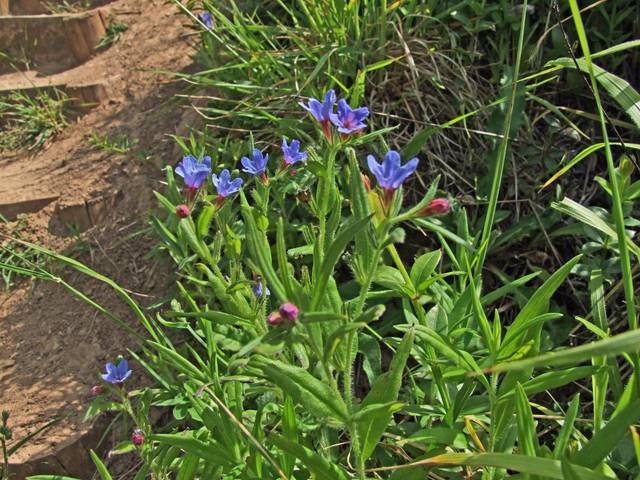 Lithospermum purpurocaeruleum