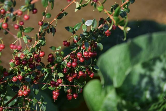 Baies de goyavier du Chili (Myrtys ugni)