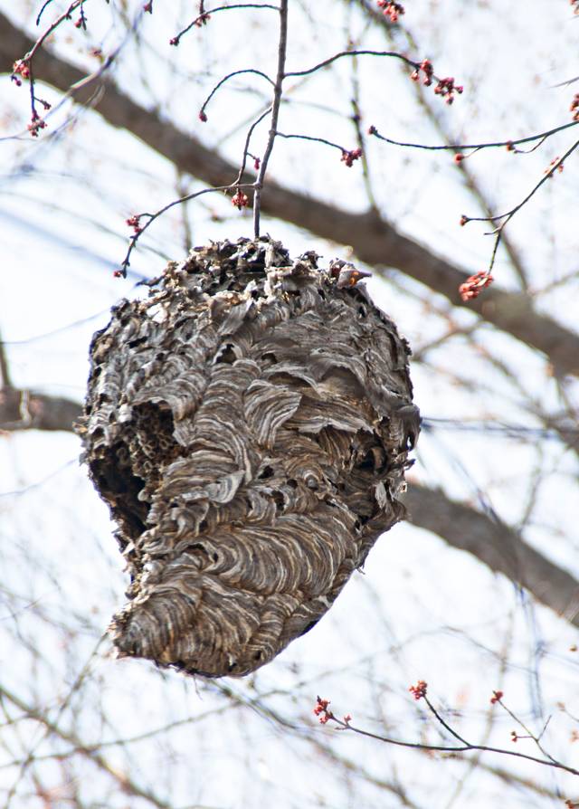 Nid de guêpes dans un arbre