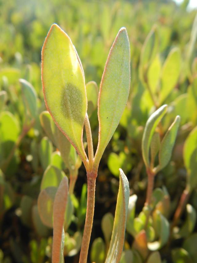 Halimione portulacoides, obione