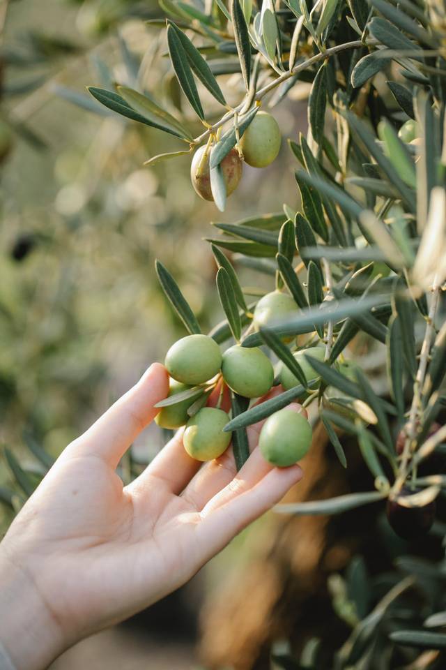 13 arbres fruitiers méditerranéens - Promesse de Fleurs