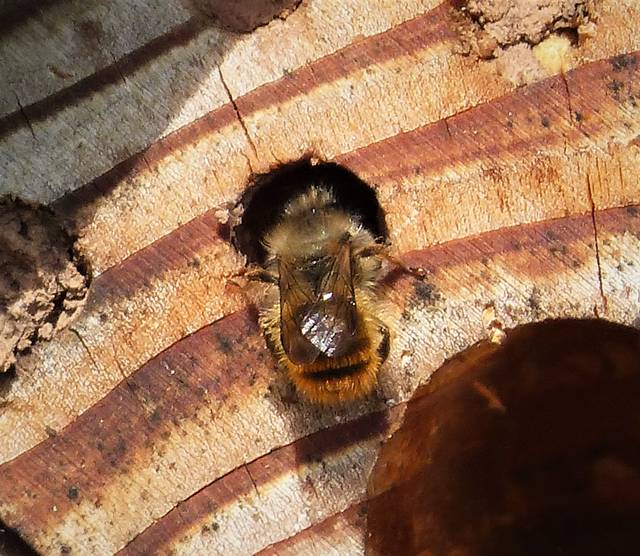 L'abeille maçonne, espèce sauvage et inoffensive