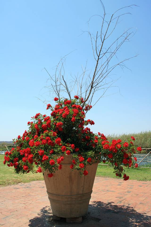 Rosier en pot