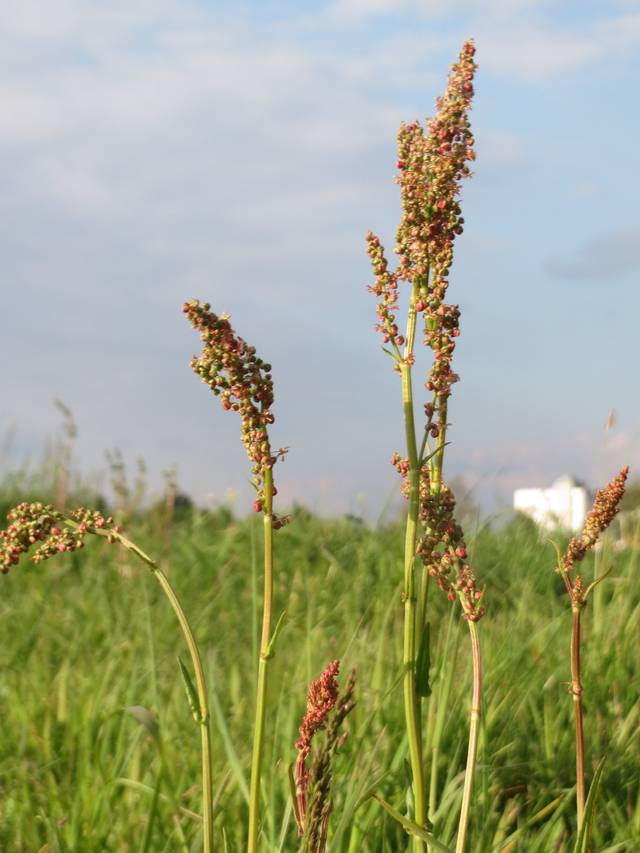 Floraison de Rumex acetosa