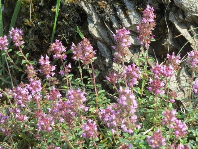 Thymus serpyllum