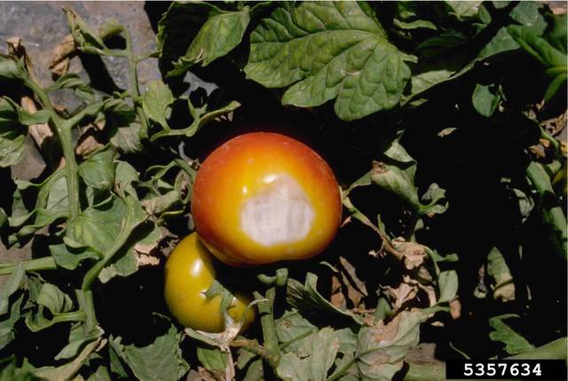 Brûlure solaire sur tomate du jardin