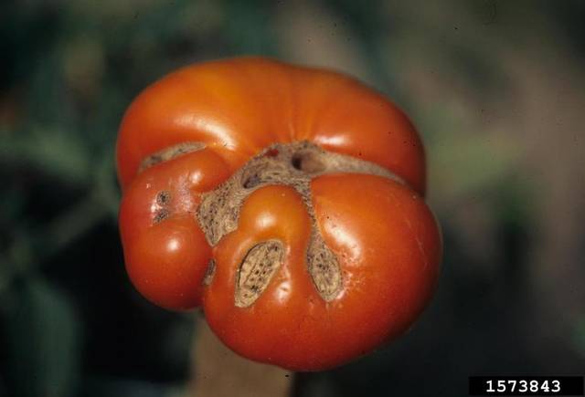 Cicatrices liégeuses sur tomate