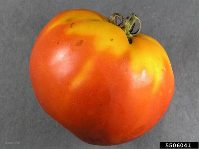 Collet jaune de la tomate