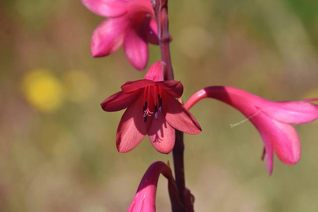 Watsonia meriana