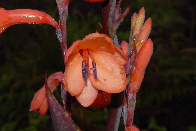 Watsonia tabularis