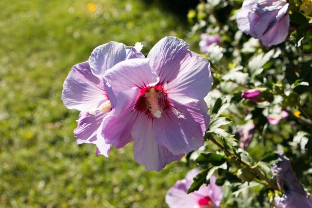 Fleurs d'althéa  - Chatelet74 / Pixabay