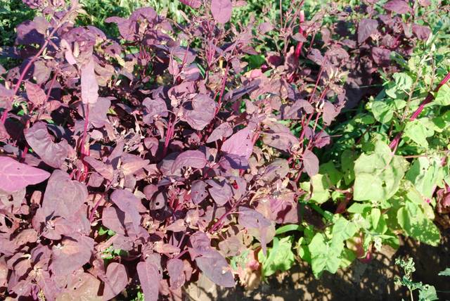 Arroche rouge au potager
