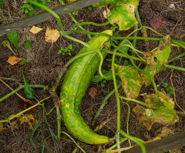 Concombre en fin de saison