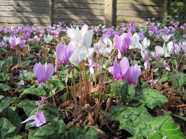Cyclamen de Naples, Cyclamen hederifolium