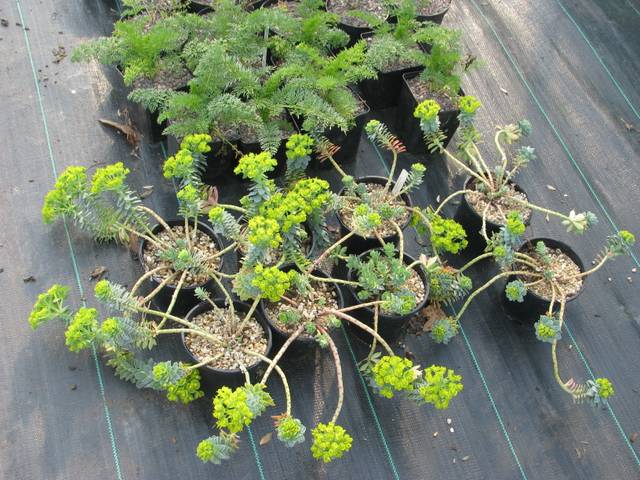 Euphorbes de Corse (Euphorbia myrsinites)