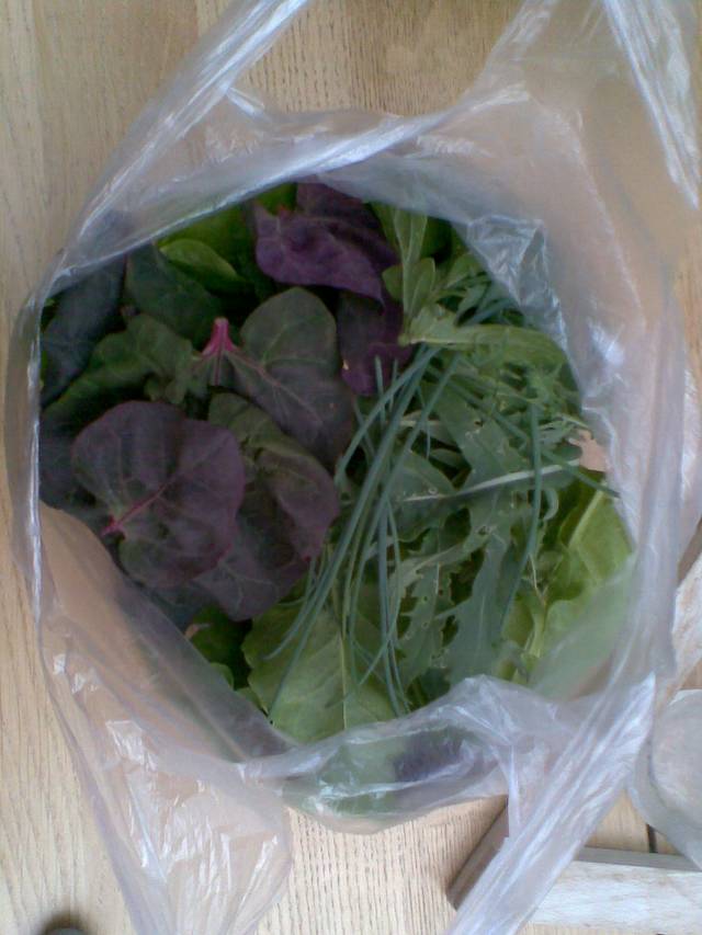 Récolte de jeunes feuilles d'arroche (avec ciboulette et roquette)