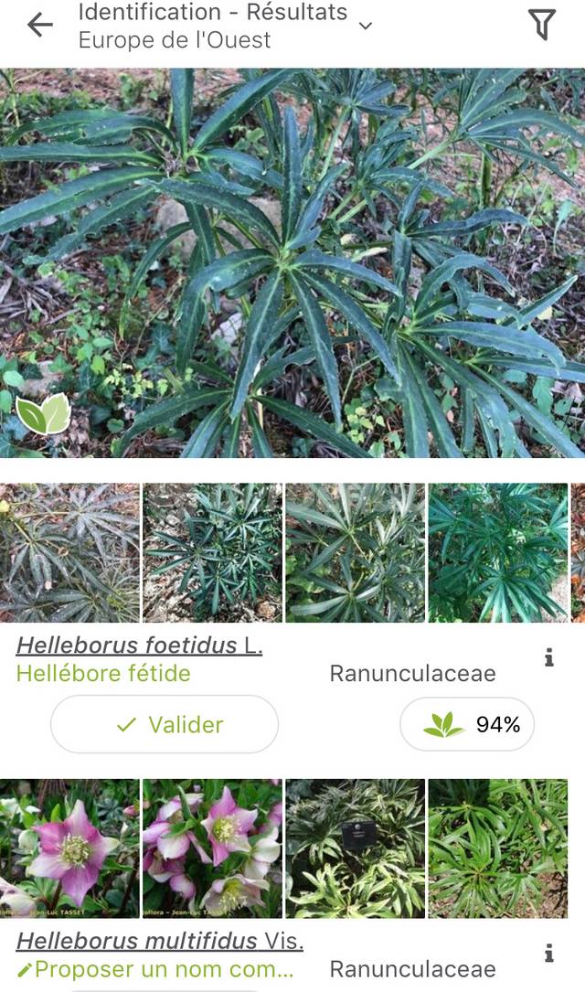 Résultat identification de plante par PlantNet