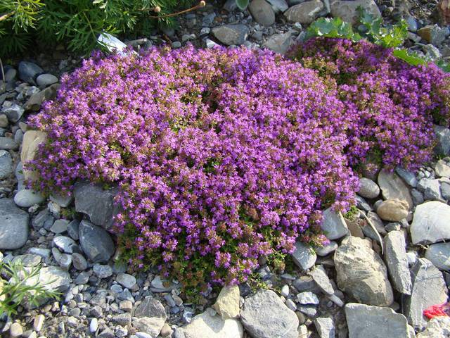 Thym en fleurs dans les cailloux