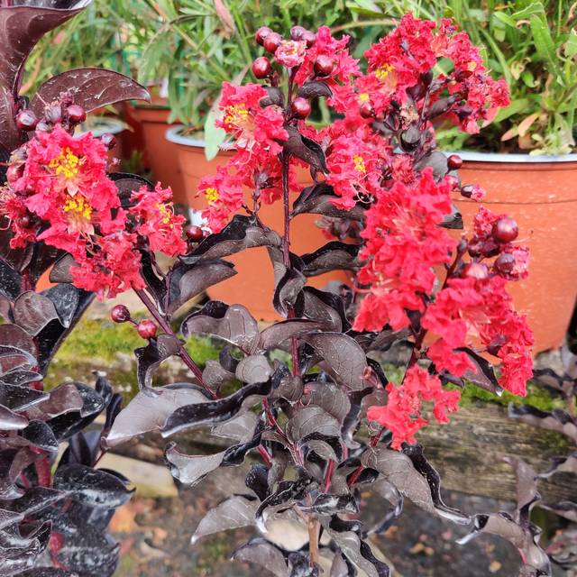 Lilas des Indes 'Crimson Red' (lagestroemia) - détail des fleurs