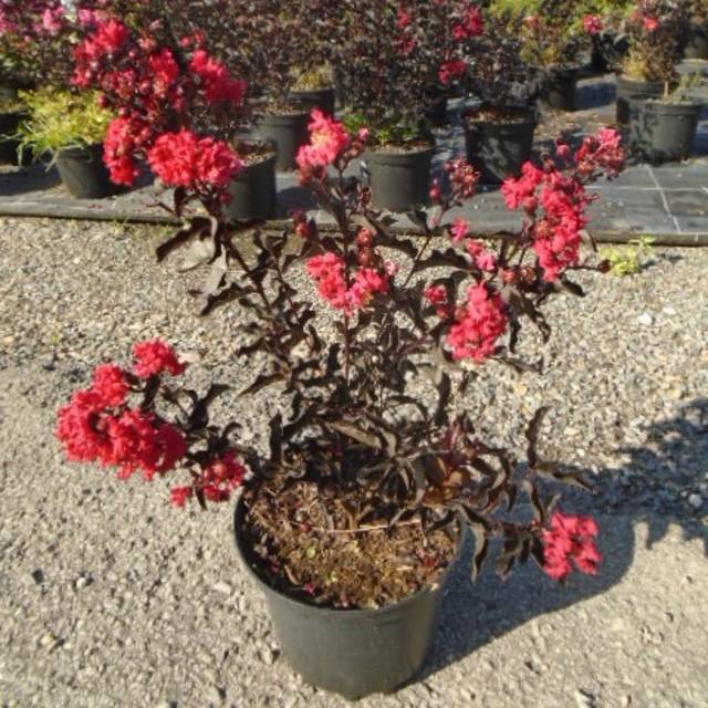 Lagerstroemia 'Crimson Red'