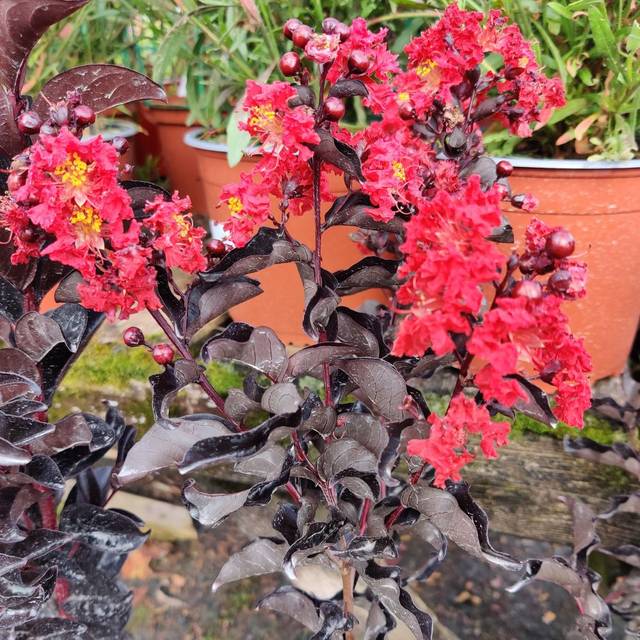 Lagerstroemia Rumbling Red Lagerstroemia Crimson Red - fleurs