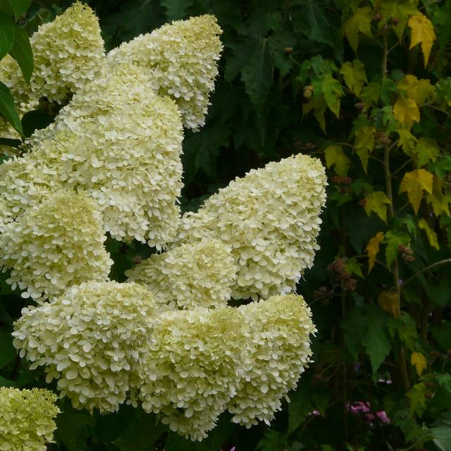 Hortensia paniculé Limelight - Flickr - Jane Nearing