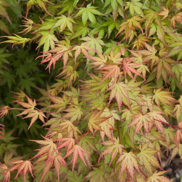 Acer palmatum 'Sango Kaku' - feuilles - F.D. Richards - Flickr