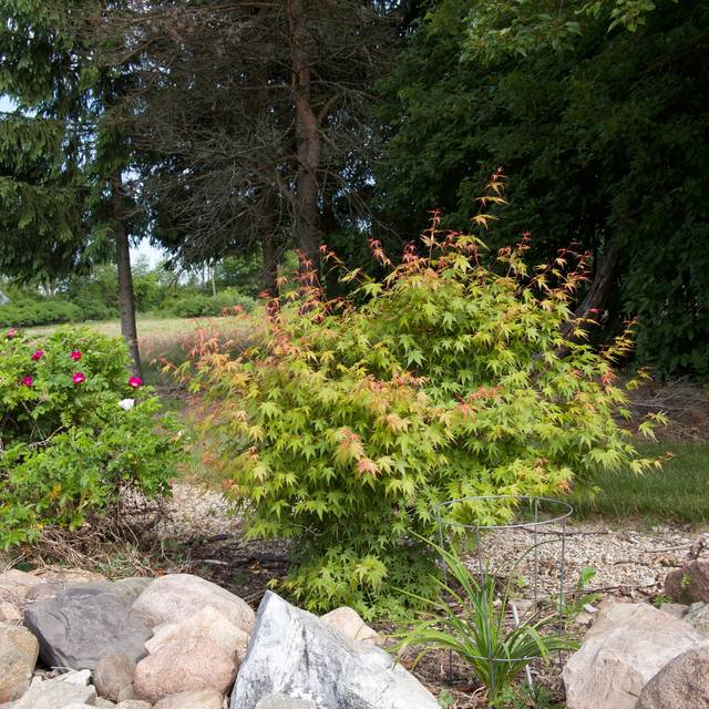 Acer palmatum 'Sango Kaku' - vue d'ensemble - F.D. Richards - Flickr