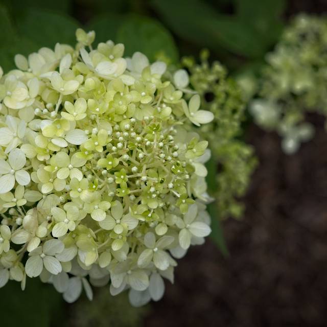Hortensia paniculé 'Limelight' - Flickr - F. D. Richards
