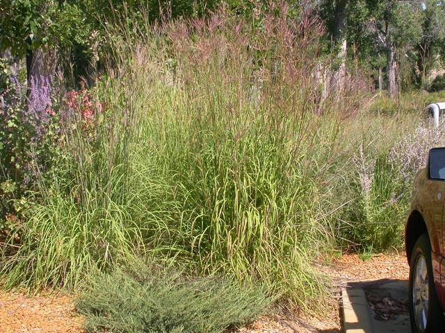 Andropogon gerardii