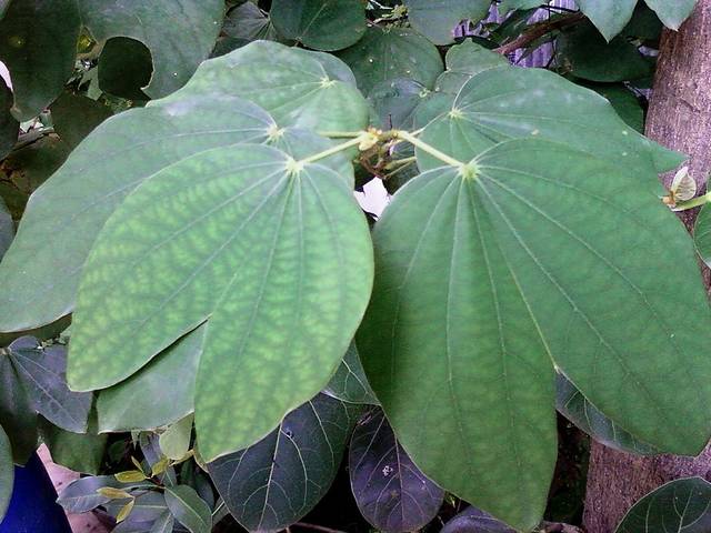 Bauhinia variegata : feuilles