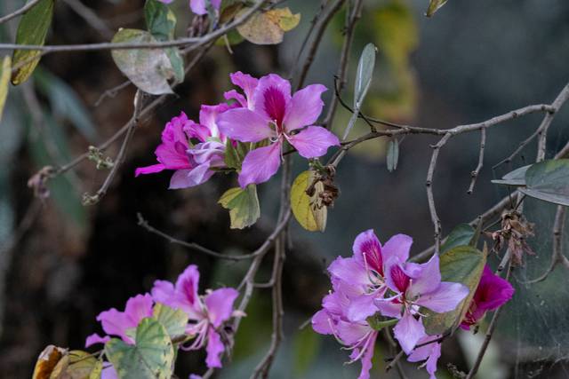 Bauhinia variegata, arbre aux orchidées