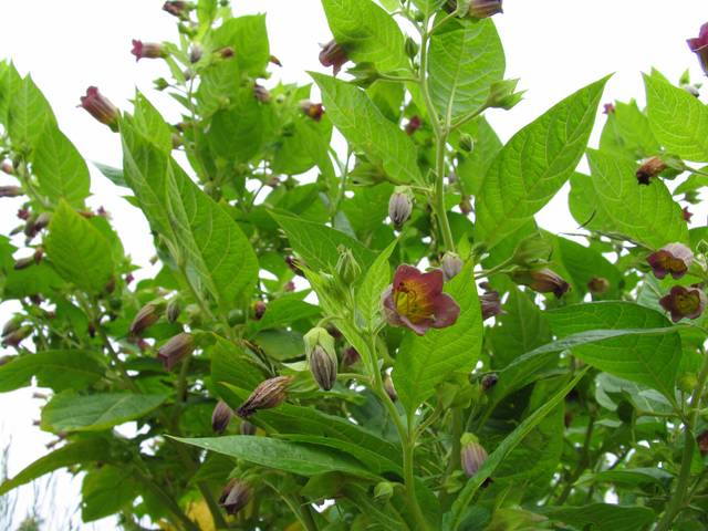 Belladone (Atropa belladonna)