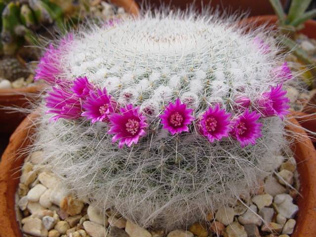 cliquez pour voir la suite Cactus