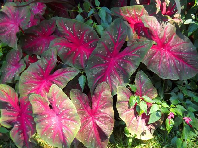 cliquez pour voir la suite Caladium