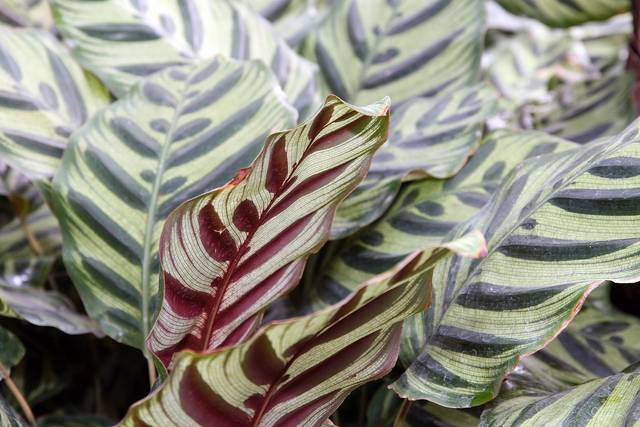 cliquez pour voir la suite Calathea makoyana, Goeppertia makoyana