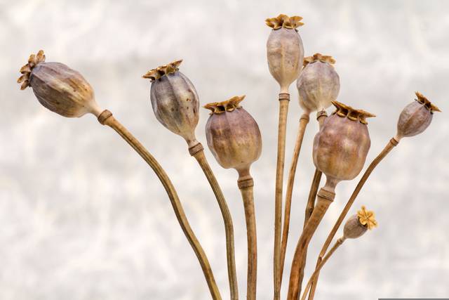 Capsules de coquelicot contenant des graines
