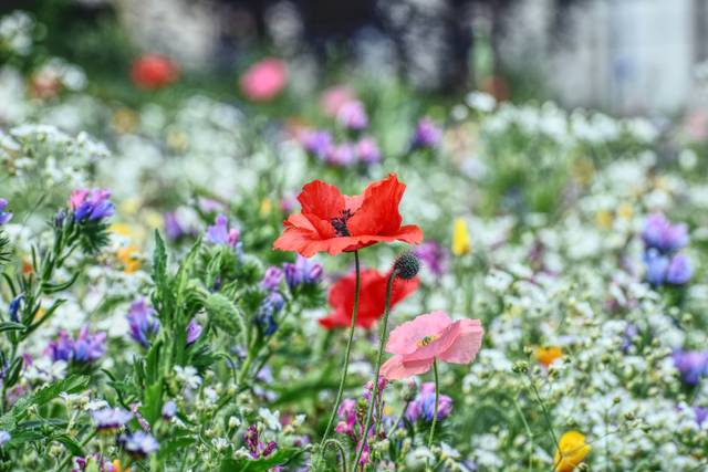 Coquelicot dans un mélange pour jachère fleurie