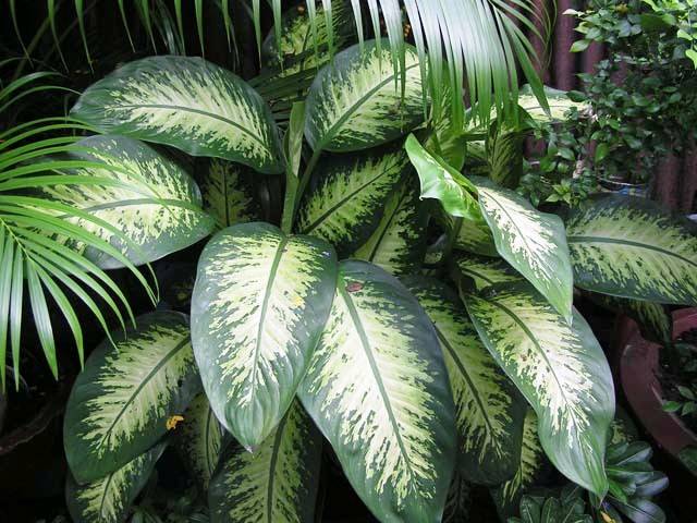 cliquez pour voir la suite Dieffenbachia