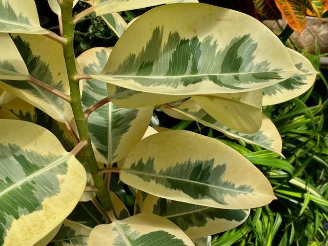 cliquez pour voir la suite Ficus elastica