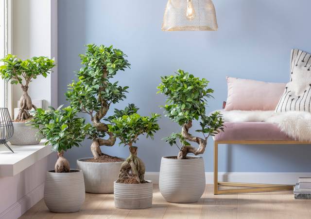 cliquez pour voir la suite Ficus ginseng