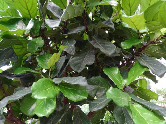 cliquez pour voir la suite Ficus lyrata